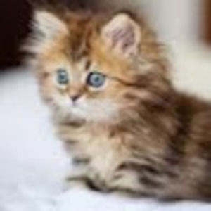 Meet your Posher, Sammy